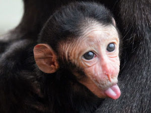 Meet your Posher, Darvens